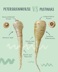 Image result for Pastinake