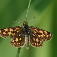 Attēlu rezultāti vaicājumam “Carterocephalus palaemon underside”