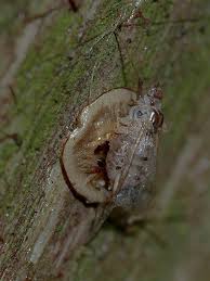 Attēlu rezultāti vaicājumam “Drepanosiphum platanoidis exuvia”