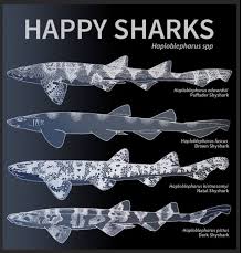 Image result for Haploblepharus pictus