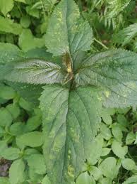 Attēlu rezultāti vaicājumam “Scrophularia nodosa leaf”
