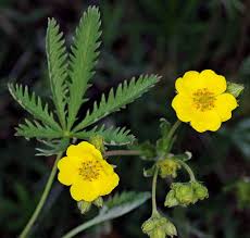 Attēlu rezultāti vaicājumam “Potentilla”