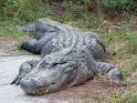 http://matchbin-assets.s3.amazonaws.com/public/sites/1076/assets/AUPD_gator.jpg