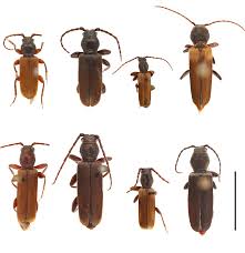 Attēlu rezultāti vaicājumam “Tetropium fuscum”