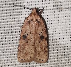 Attēlu rezultāti vaicājumam “Agonopterix aranella”