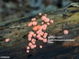 Attēlu rezultāti vaicājumam “Lycogala asperum macro”