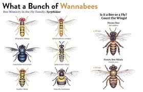 Attēlu rezultāti vaicājumam “Syrphidae”