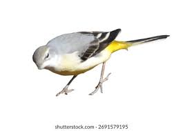 Attēlu rezultāti vaicājumam “Motacilla cinerea”