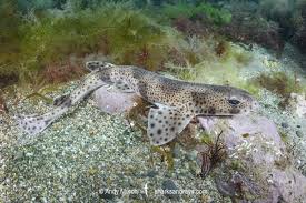 Image result for Scyliorhinus canicula