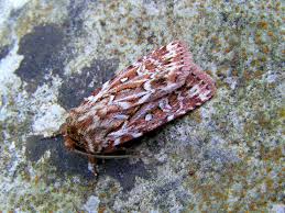 Attēlu rezultāti vaicājumam “Lycophotia porphyrea”