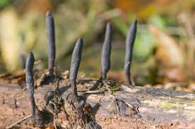 Attēlu rezultāti vaicājumam “Xylaria longipes”