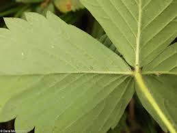 Attēlu rezultāti vaicājumam “Fragaria moschata leaf”