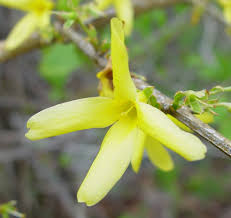 Attēlu rezultāti vaicājumam “Forsythia viridissima”