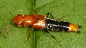 Attēlu rezultāti vaicājumam “Staphylinidae”