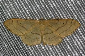 Attēlu rezultāti vaicājumam “Idaea aversata”