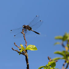 Attēlu rezultāti vaicājumam “Leucorrhinia caudalis”