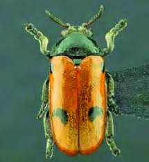 Attēlu rezultāti vaicājumam “Clytra quadripunctata”