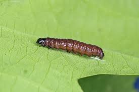 Attēlu rezultāti vaicājumam “Orthosia munda larva”