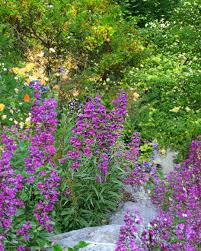 Image result for Alonsoa liniflora