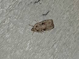 Attēlu rezultāti vaicājumam “Agonopterix ocellana”