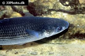 Image result for Chelon labrosus