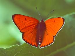 Attēlu rezultāti vaicājumam “Lycaena dispar”