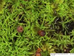 Attēlu rezultāti vaicājumam “Seligeria pusilla”