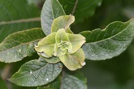 Attēlu rezultāti vaicājumam “Rabdophaga salicis”