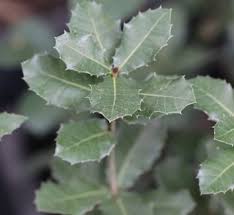 Attēlu rezultāti vaicājumam “Quercus robur Fastigiata leaf”