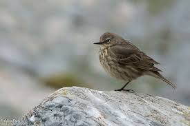 Image result for Anthus petrosus