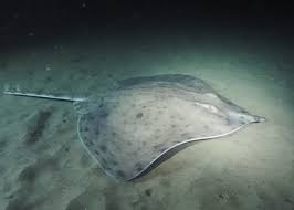 Image result for Rostroraja alba