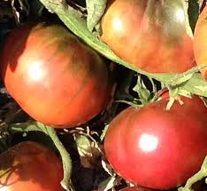Afbeeldingsresultaat voor 1884 purple tomato