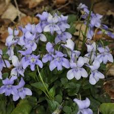 Attēlu rezultāti vaicājumam “Viola reichenbachiana leaf”