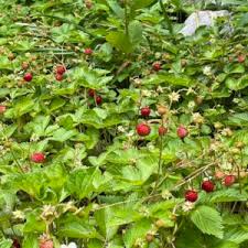 Attēlu rezultāti vaicājumam “Fragaria vesca”