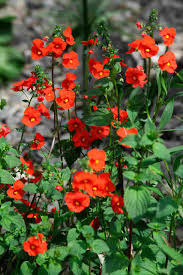 Image result for Alonsoa liniflora