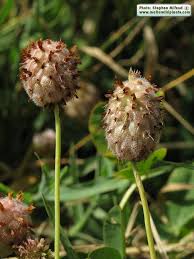 Attēlu rezultāti vaicājumam “Trifolium montanum fruit”