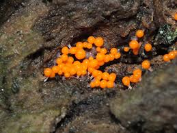 Attēlu rezultāti vaicājumam “Badhamia utricularis spores”