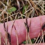 Attēlu rezultāti vaicājumam “Schoenus ferrugineus flower”