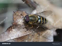 Attēlu rezultāti vaicājumam “Syrphus torvus”