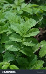 Image result for Agrimonia eupatoria