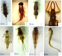 Attēlu rezultāti vaicājumam “Ephemeroptera larvae”