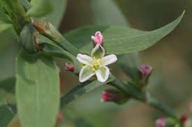 Attēlu rezultāti vaicājumam “Polygonum aviculare flower”