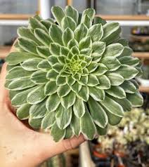 Attēlu rezultāti vaicājumam “Enteridium variabile”