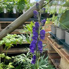 Image result for Eisenhut