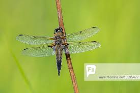 Attēlu rezultāti vaicājumam “Libellula quadrimaculata”