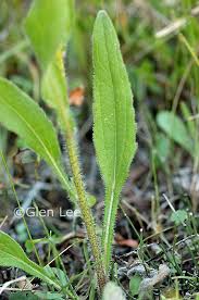 Attēlu rezultāti vaicājumam “Rudbeckia hirta var. hirta leaf”