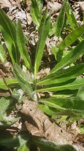 Attēlu rezultāti vaicājumam “Hieracium vulgatum bud”