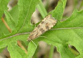 Attēlu rezultāti vaicājumam “Anacampsis blatariella”