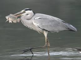 Attēlu rezultāti vaicājumam “Ardea cinerea adult”
