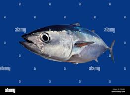 Image result for Thunnus thynnus